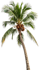 Obraz premium New and clean Isolated Tropical Coconut Palm Tree Against Black Background