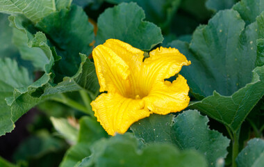 A yellow flower with a green stem is in a green bush