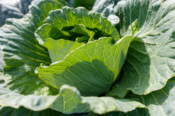 A large green leafy vegetable with a stem