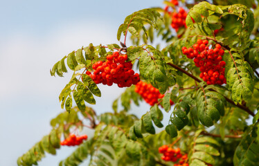 A tree with red berries on it