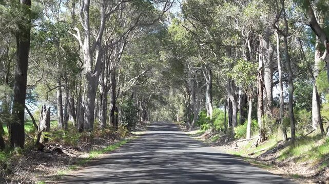 Scenic drive through Boranup Forest, Western Australia, with towering Karri trees