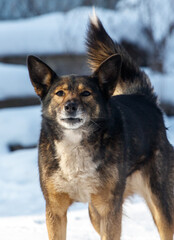 A dog with a black and brown coat stands in the snow