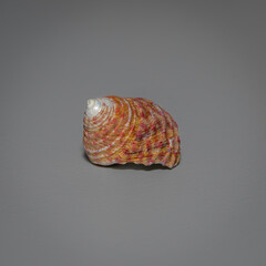 Turban Shell (Turbo (Ninella) torquatus, Narooma, NSW, January 2023