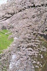 Tokyo, Japan - April ７, 2025:  Cherry blossoms in full bloom on a river
