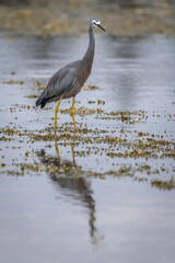 White-faced Heron (Egretta novaehollandiae), Narooma, NSW, March 2025