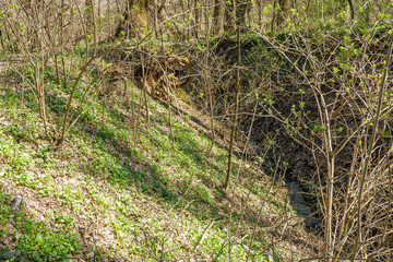 Stream flowing through forest ravine thickets