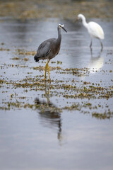 White-faced Heron (Egretta novaehollandiae), Narooma, NSW, March 2025