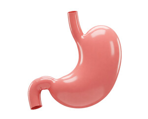 Human Stomach 3d Rendered illustration