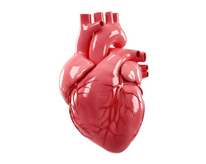 Human Heart 3d Rendered illustration
