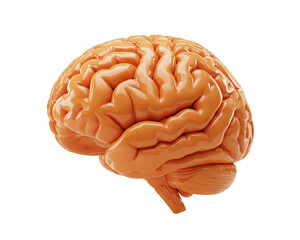 Human Brain 3d Rendered illustration