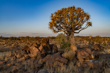Desert landscape with with quiver trees (Aloe dichotoma), Northern Cape, South Africa