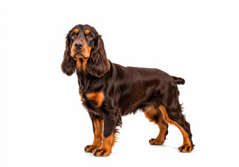 Full body portraits of different dog breeds on white background