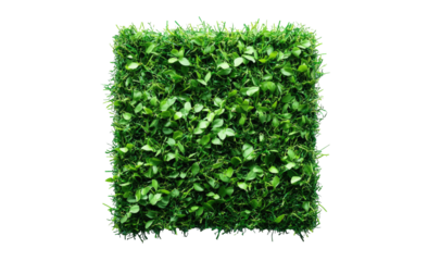 Fresh green grass patch