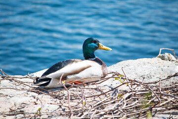 Male mallard duck (Anas platyrhynchos) resting at the seaside. Waterbird. Bird, animal idea concept. Ornithology. Nature.
