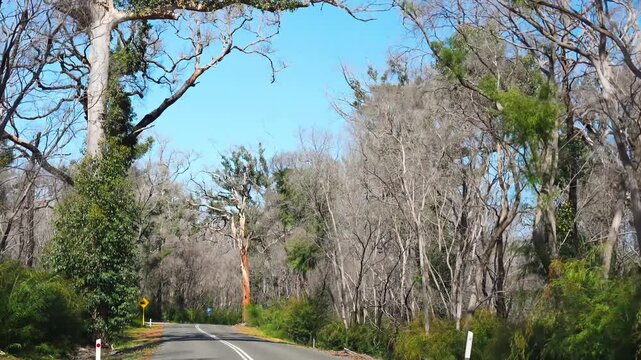 Scenic drive through Boranup Forest, Western Australia, with towering Karri trees