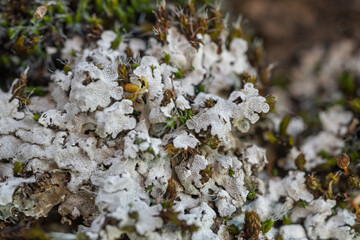 Plante croissant sur les pierres. Des lichens.