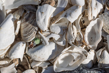 sur la plage, les coquilles de moules quagga 