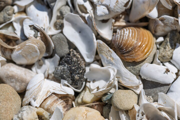 sur la plage, les coquilles de moules quagga 