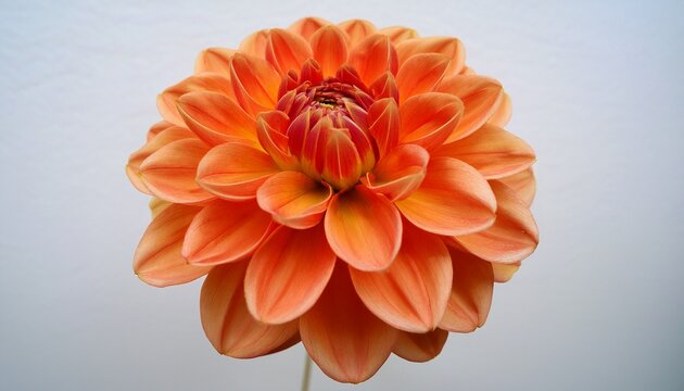 orange dahlia flower