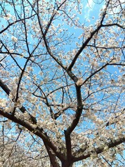 公園の満開の桜