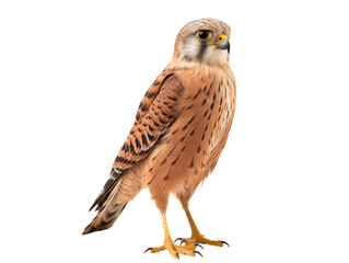 A full body shot of a kestrel bird with brown and black feathers standing on a on transparent background