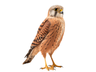 A full body shot of a kestrel bird with brown and black feathers standing on a on transparent background