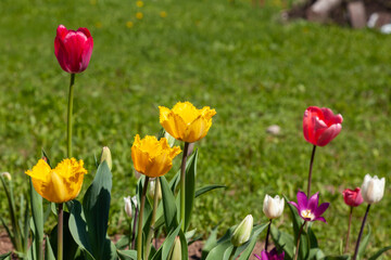 Tulips of different colors and shapes grow in the garden