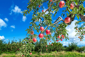 【青森県弘前市りんご】岩木山麓津軽の秋、りんご園は収穫中