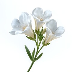 Naklejka premium Elegant White Flowers in Bloom: delicate arrangement of pure white flowers captured in stunning detail, showcasing their intricate petals and graceful form