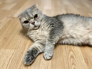 Cute cat at home relaxing resting on the floor scottish nice cat pet cozy photo
