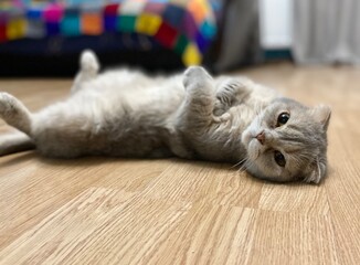 Cute cat at home relaxing resting on the floor scottish nice cat pet cozy photo
