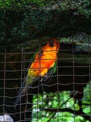 parrot in cage