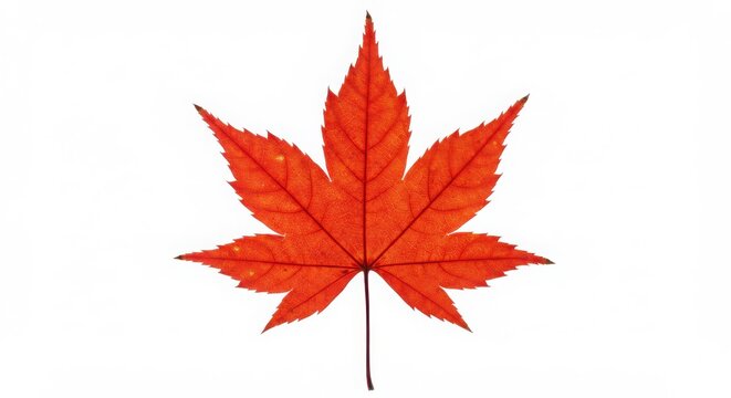 A photorealistic rendering of a vibrant red maple leaf isolated against a white background showcasing intricate veins and autumn symbolism