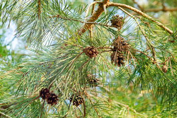Pine tree branches with cones in sunlight