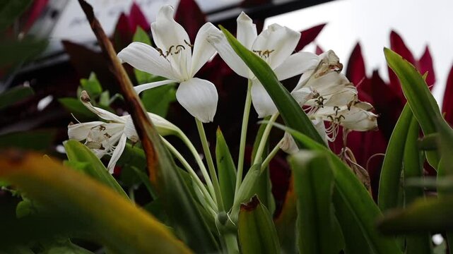 Crinum Asiaticum L or lily, this plant is used as an ornamental flower, which is planted in the yard