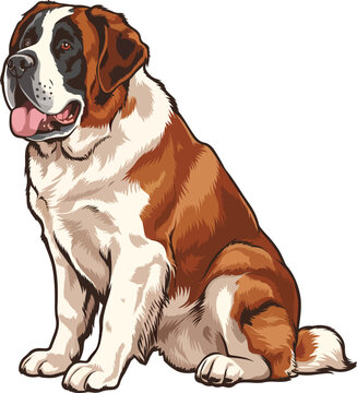 Cute Saint Bernard Dog