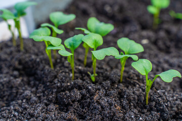 Young seedling sprouts close-up growing in the soil