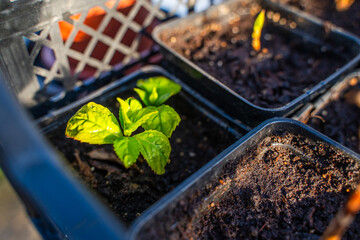 Hydrangea seedlings with water drops on leaves growing in pots, close-up