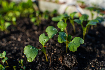 Young seedling sprouts in water drops close-up growing in soil