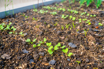 Sprouted radish on a bed in a greenhouse close-up. The first leaves of radish