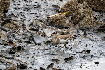 Common Sandpiper - Actitis hypoleucos, beautiful small wader from fresh waters and sea shores, Singapore.