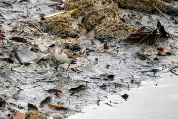 Common Sandpiper - Actitis hypoleucos, beautiful small wader from fresh waters and sea shores, Singapore.