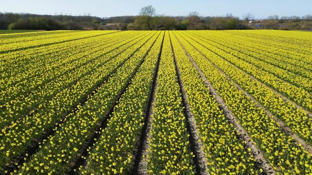 Aerial drone view of vibrant yellow flower fields, precisely organized in parallel rows with trees in the background.