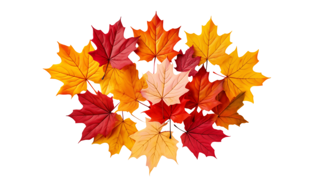 A collection of colorful autumn maple leaves arranged in a circular pattern on on transparent background