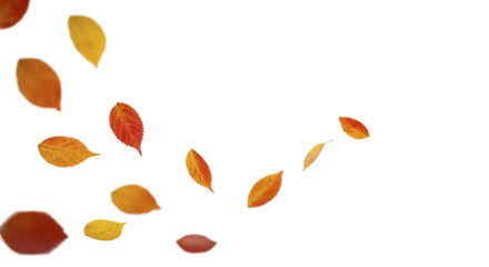 白背景に舞う紅葉と秋色の葉、コピースペース、秋の背景素材