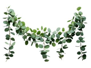 A garland of eucalyptus leaves hanging against a with a symmetrical arrangement form on transparent background