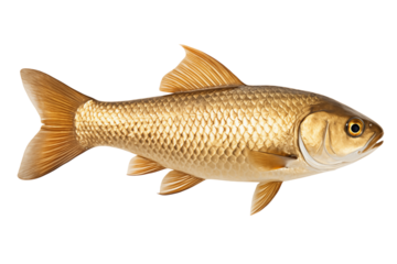 A golden fish with scales and fins is swimming on a in a horizontal orientation on transparent background