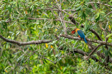 Stork-billed Kingfisher - Pelargopsis capensis, beautiful colored kingfisher from Asian woodlands and fresh waters, Pasir Ris park, Singapore.