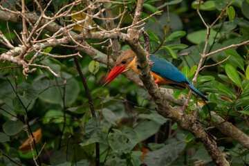 Stork-billed Kingfisher - Pelargopsis capensis, beautiful colored kingfisher from Asian woodlands and fresh waters, Pasir Ris park, Singapore.