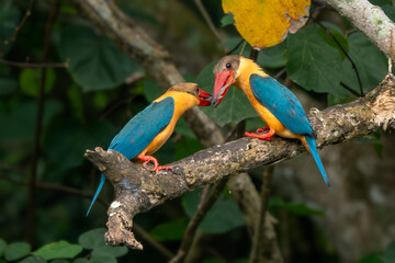 Stork-billed Kingfisher - Pelargopsis capensis, beautiful colored kingfisher from Asian woodlands and fresh waters, Pasir Ris park, Singapore.